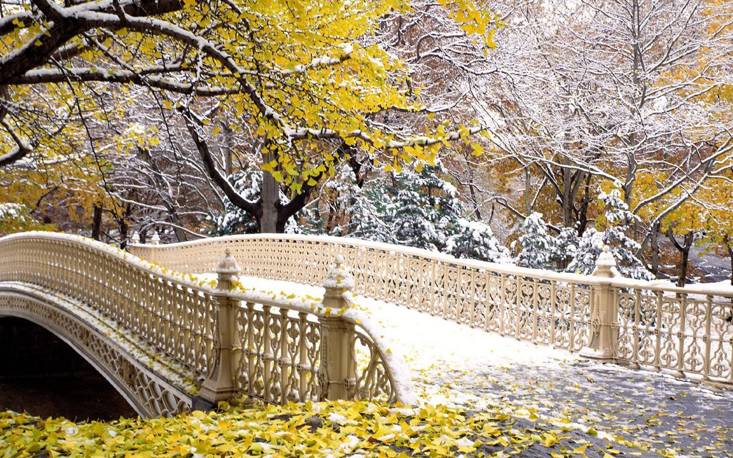 Fall Central Park New York361075189